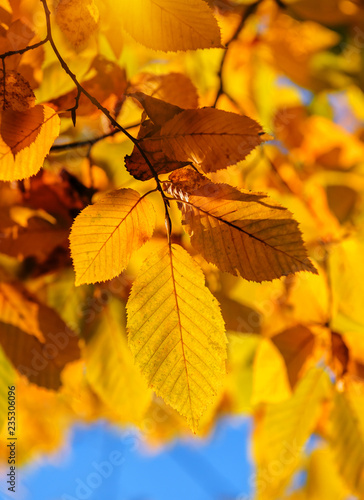 yellow beech leaves texture
