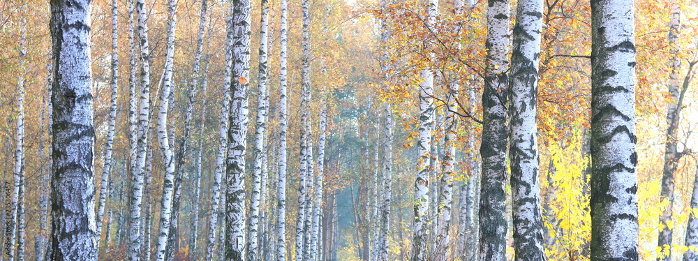 beautiful scene with birches in yellow autumn birch forest in october among other birches in birch grove