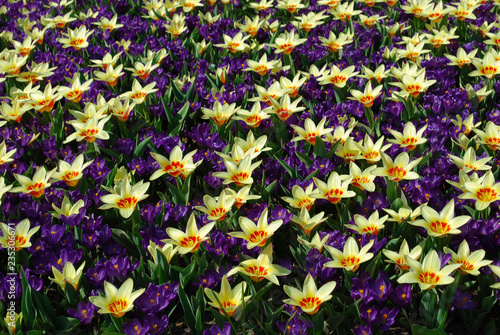 Tulip Corona and crocus Flower Record grown in the park. Spring time in Netherlands.