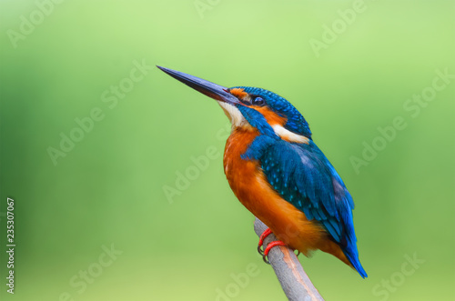 Beautiful bird in nature Common Kingfisher (Alcedo atthis)	