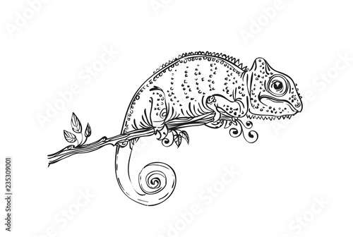 illustration chameleon black and white