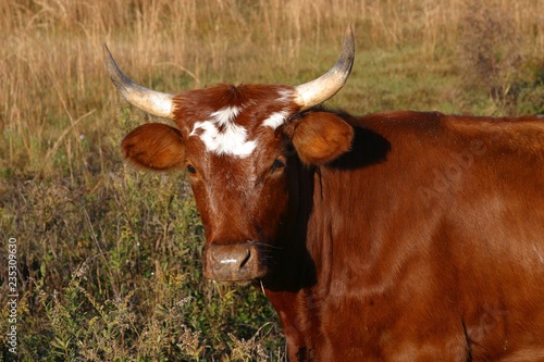 Pineywoods Cattle