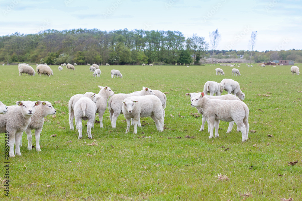 Obraz premium sheep on field at island texel in the netherlands
