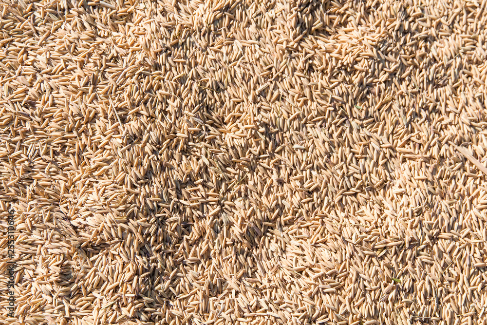 Yellow paddy jasmine rice to dry closed up for background,A selective focus of rice organic Yellow paddy jasmine rice to dry closed up for background,A selective focus of rice organic