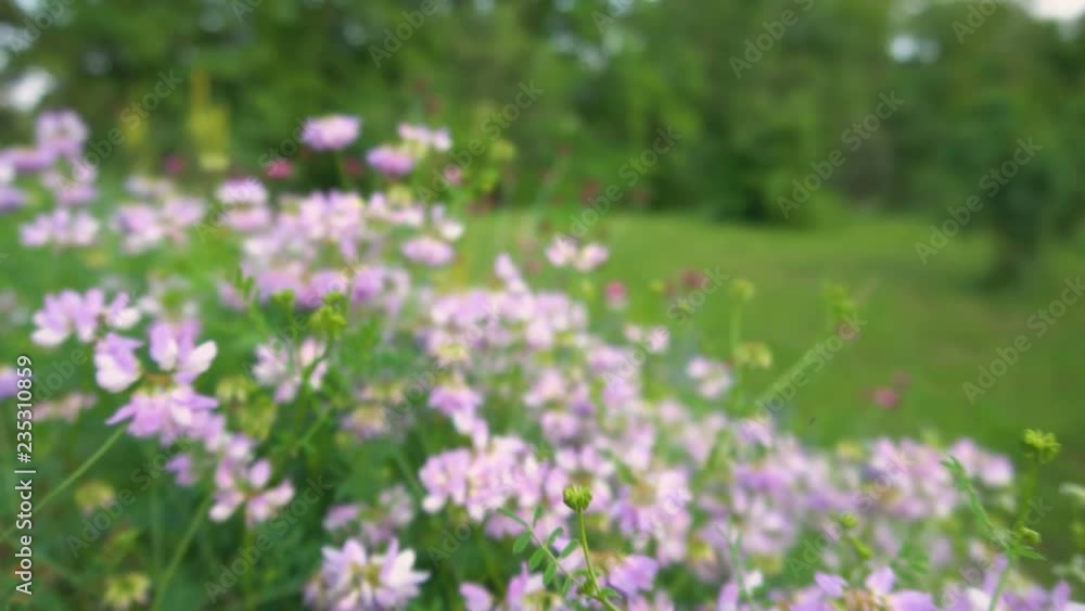 Flying Through Flower Field And Pushing Away Flowers Flying Through Flower Field And Pushing Away Flowers