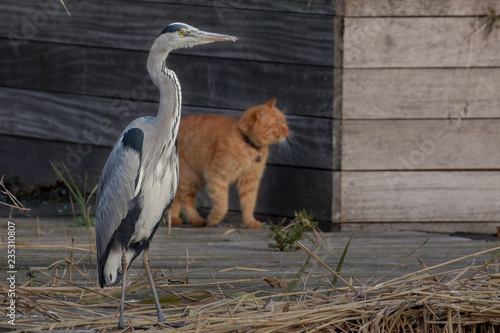 Heron with orange cat in the background photo