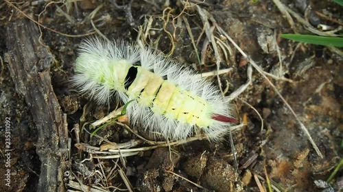 Caterpillar of the pale tussock moth (Calliteara pudibunda) walking on the ground photo