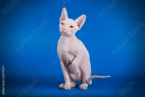 Don Sphynx cat on colored backgrounds