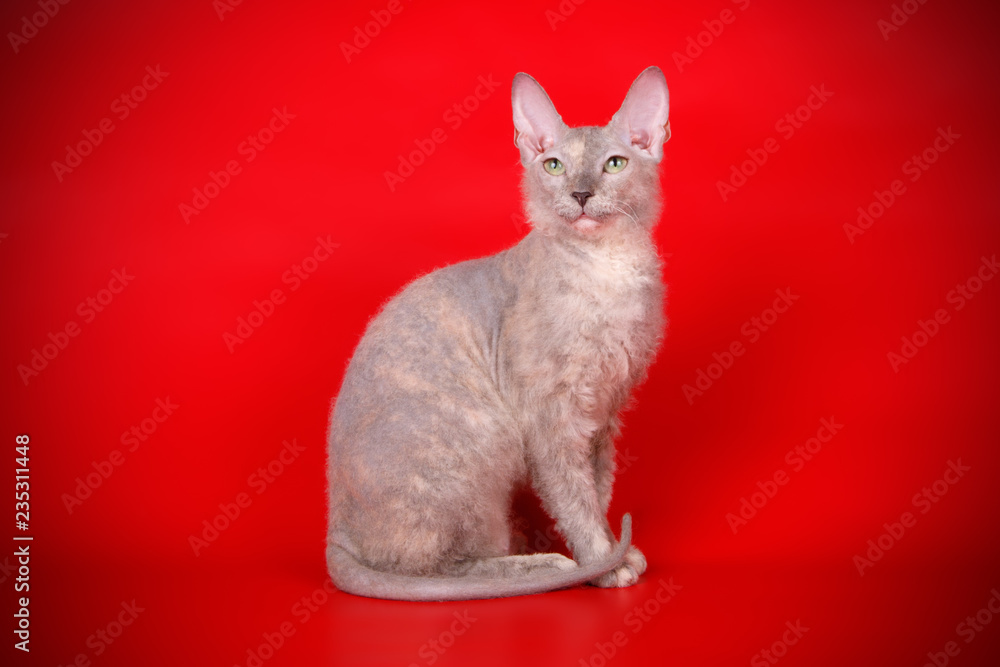 Don Sphynx cat on colored backgrounds