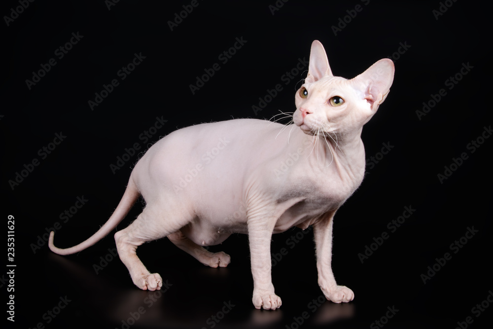 Don Sphynx cat on colored backgrounds Don Sphynx cat on colored backgrounds