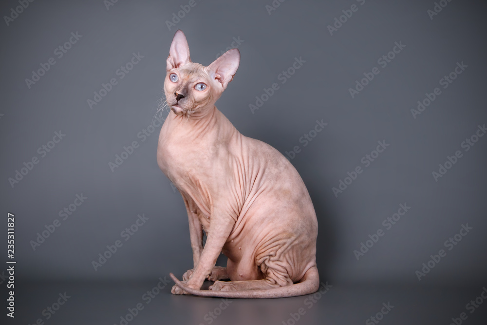 Don Sphynx cat on colored backgrounds