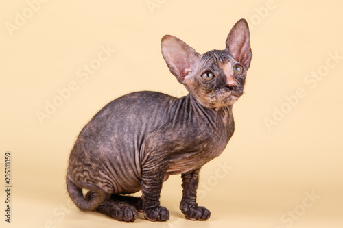 Don Sphynx cat on colored backgrounds