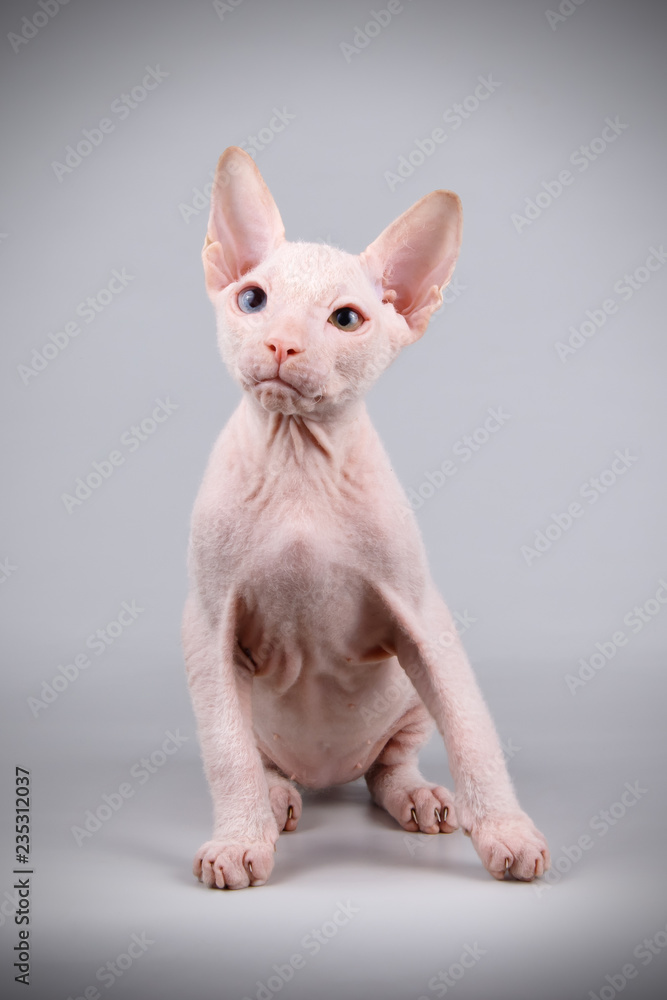 Obraz premium Don Sphynx cat on colored backgrounds