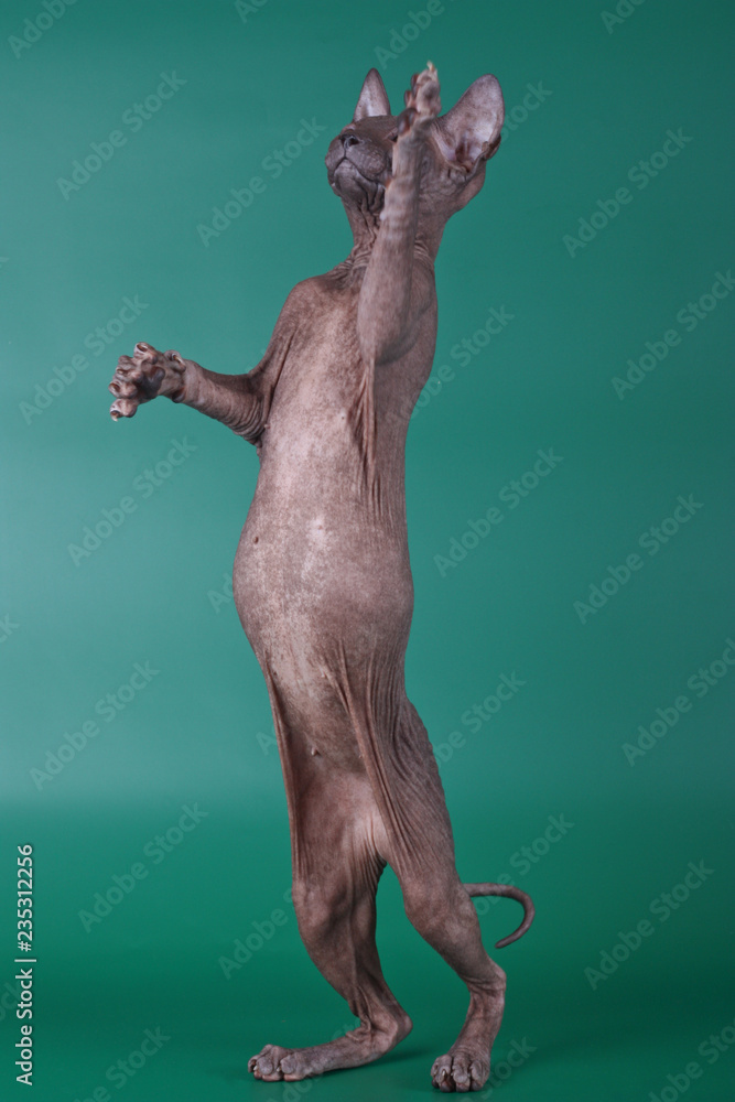 Don Sphynx cat on colored backgrounds Don Sphynx cat on colored backgrounds