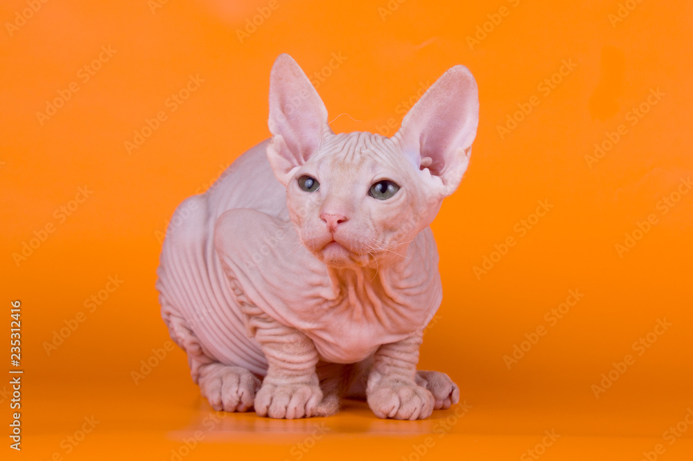Don Sphynx cat on colored backgrounds Don Sphynx cat on colored backgrounds