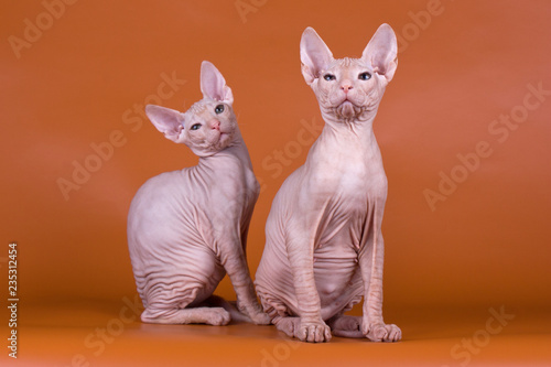 Don Sphynx cat on colored backgrounds