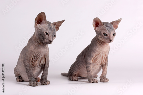 Don Sphynx cat on colored backgrounds