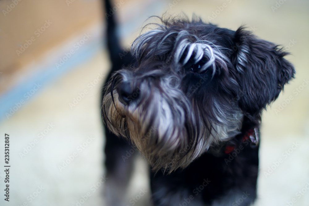 portrait of yorkshire terrier dog