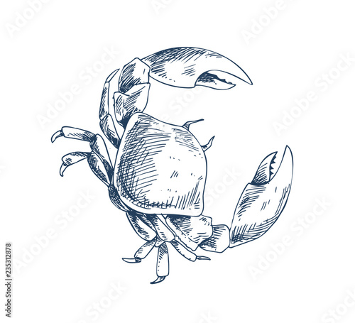 Crab Crustacean Sea Creature Sketch Style Poster