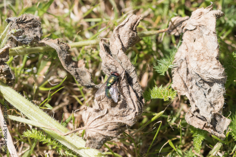 Fliege, Makro Fliege, Makro