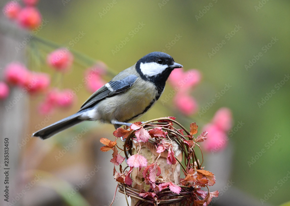 Obraz premium Kohlmeise