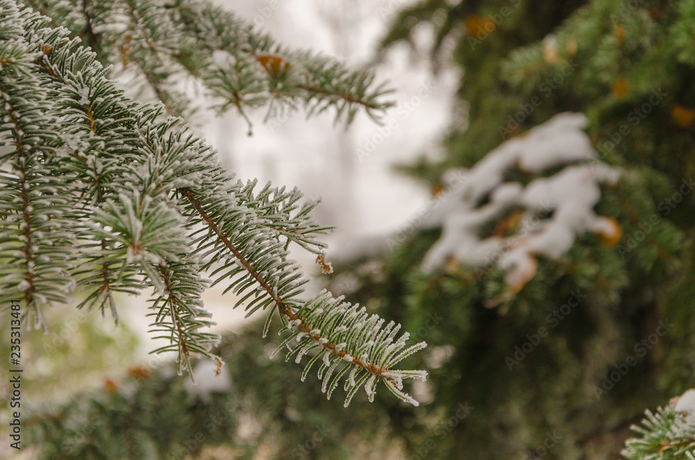 Charming green branches of a Christmas tree in the snow.