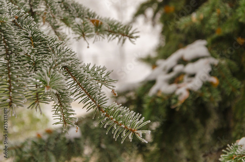 Charming green branches of a Christmas tree in the snow. © Valerii