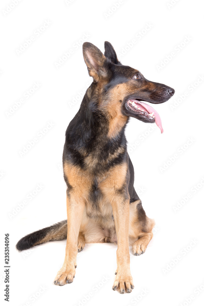 german shepherd posing german shepherd posing