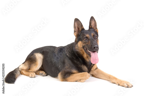 german shepherd posing