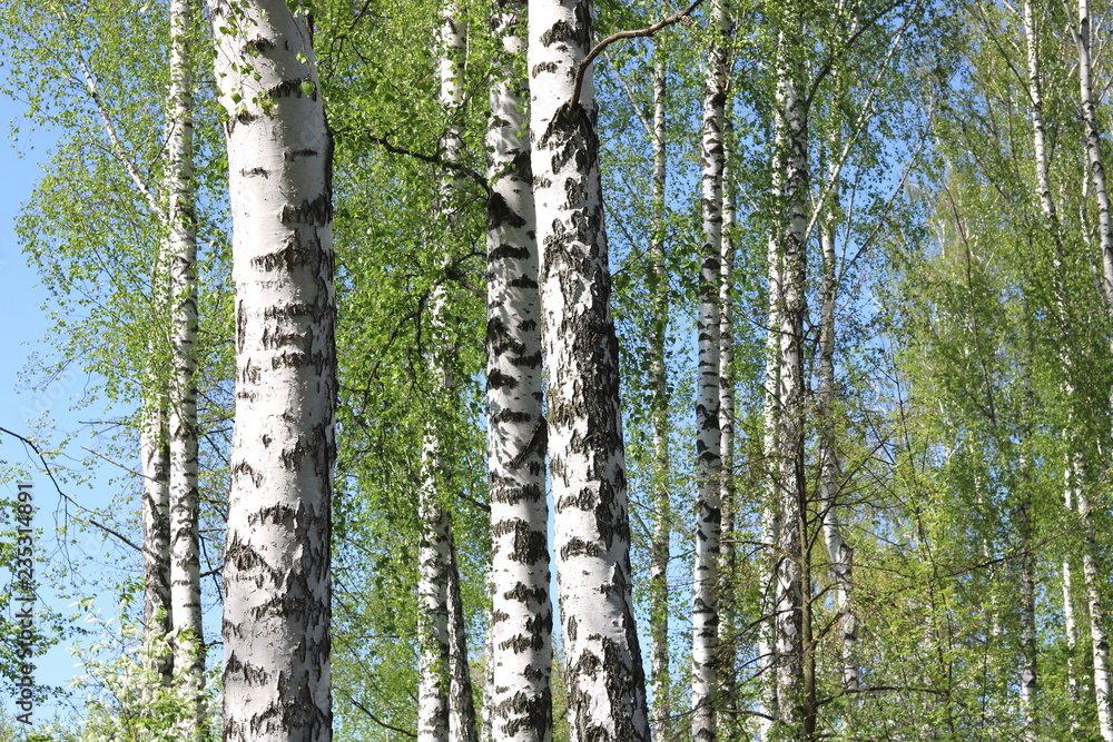 Fototapeta premium Młoda brzoza z czarno-białą korą brzozy wiosną w brzozowym gaju na tle innych brzóz