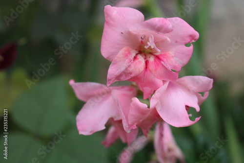 Wallpaper Mural pink flower in the garden Torontodigital.ca