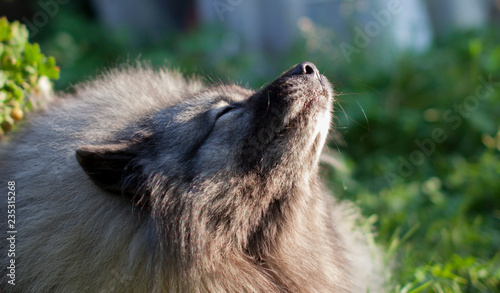 Wolfspitz/keeshond is smiling at the sun