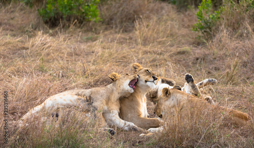 Fototapeta Naklejka Na Ścianę i Meble -  Löwen: Familienharmonie