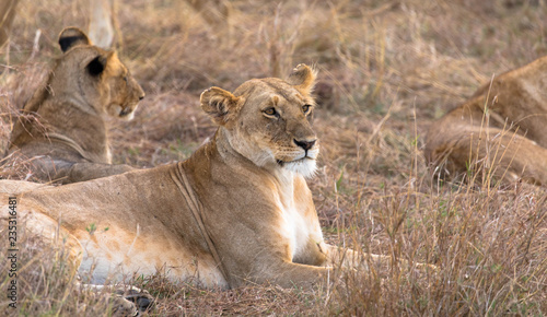 Fototapeta Naklejka Na Ścianę i Meble -  Löwenrudel im Steppengras