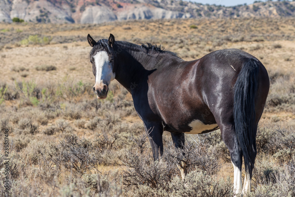 Fototapeta premium Wild Horse in the Colorado High Desert in Summer