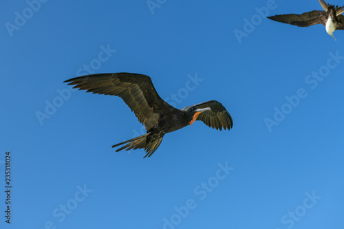 fragatas volando y pescando en holbox