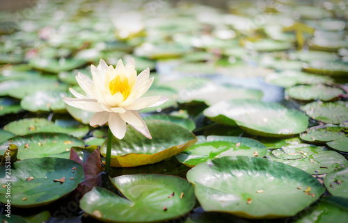 Closeup lotus flower image photo