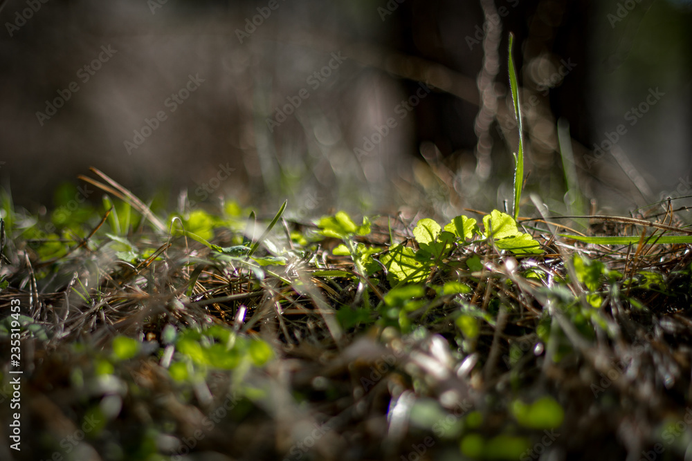 Obraz premium flowers in the forest