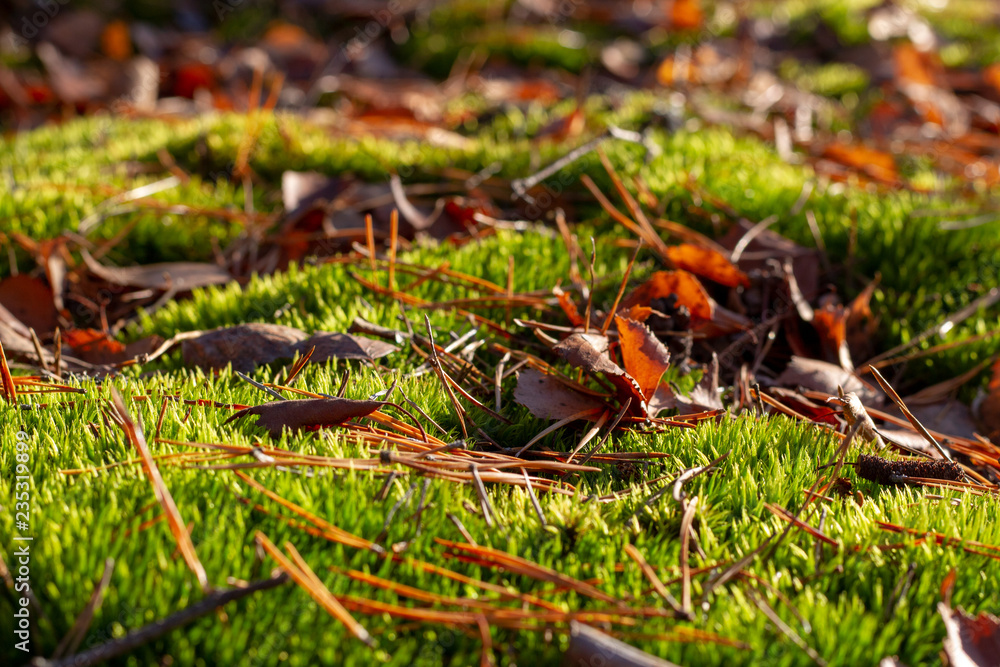 Green swamp forest moss, covered with dry leaves and pine needles in the bright light of the sun. Selective focus. Green swamp forest moss, covered with dry leaves and pine needles in the bright light of the sun. Selective focus.