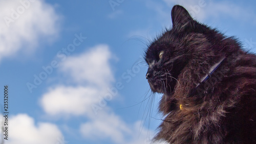 Closeup of black cat's face outside with blue sky in background.