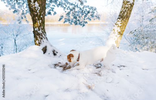 Fototapeta Naklejka Na Ścianę i Meble -  Cute dog playing in winter forest against the background of the frozen lake