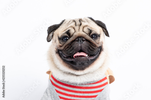 Cute dog pug breed wearing shirt smile making funny and serious face feeling confused and happiness isolated on white background Animal Friendly Concept