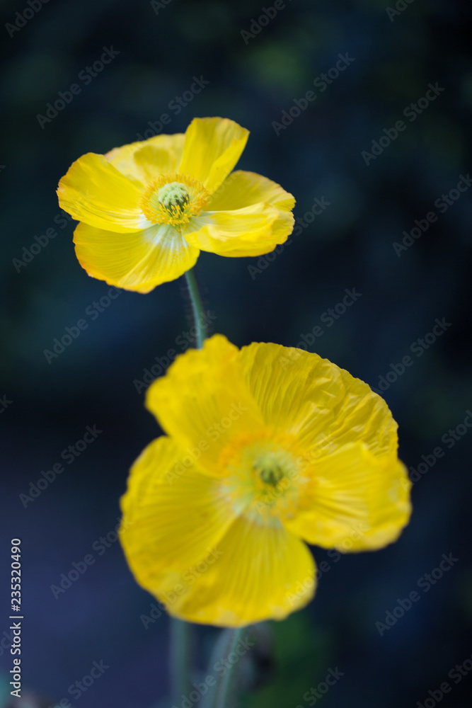 Yellow Flowers in Spring Yellow Flowers in Spring