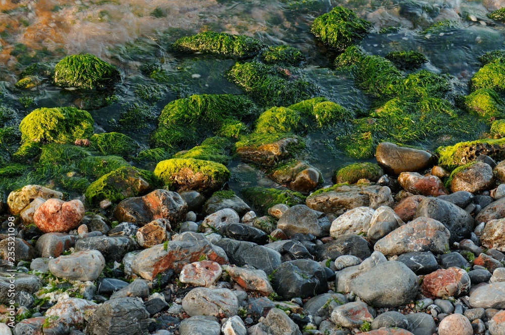 Stones Covered with Moss on a Beach in Greece Stones Covered with Moss on a Beach in Greece