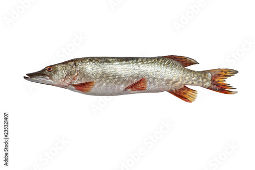 Fish pike isolated on white background - Fresh fish.