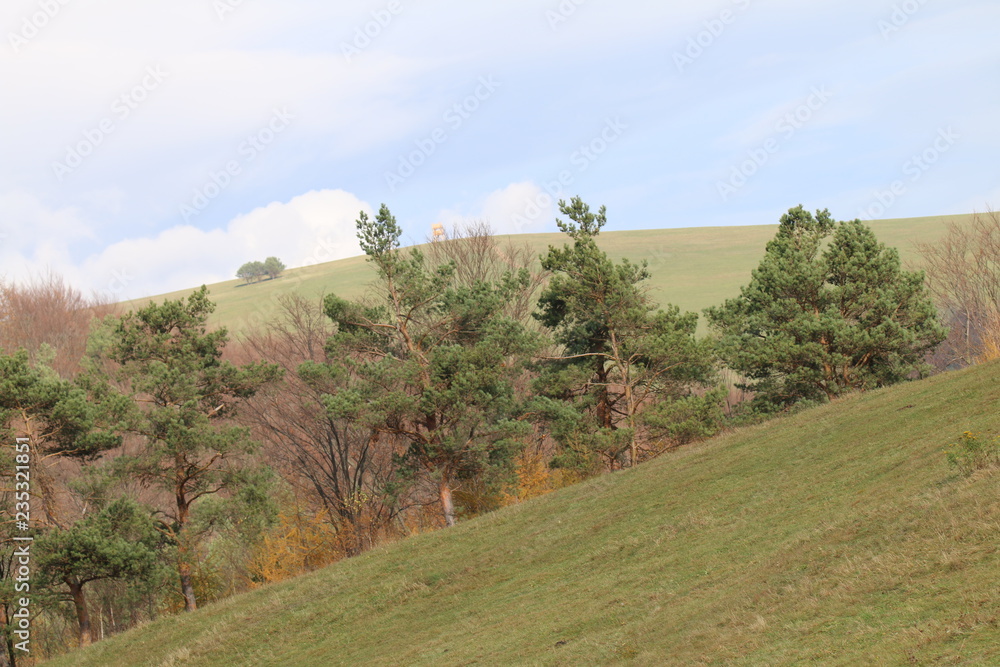 Fototapeta premium Wiese