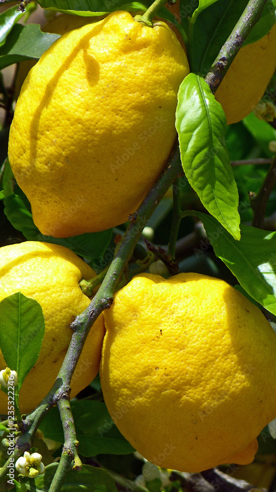 ripe lemons on a tree
