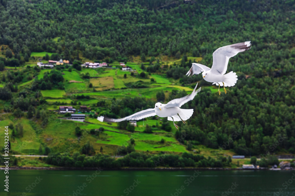 couple of seagulls over fjord of Norway couple of seagulls over fjord of Norway
