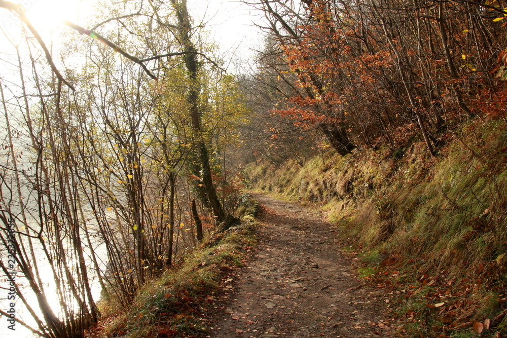 Fototapeta premium Sentier en automne