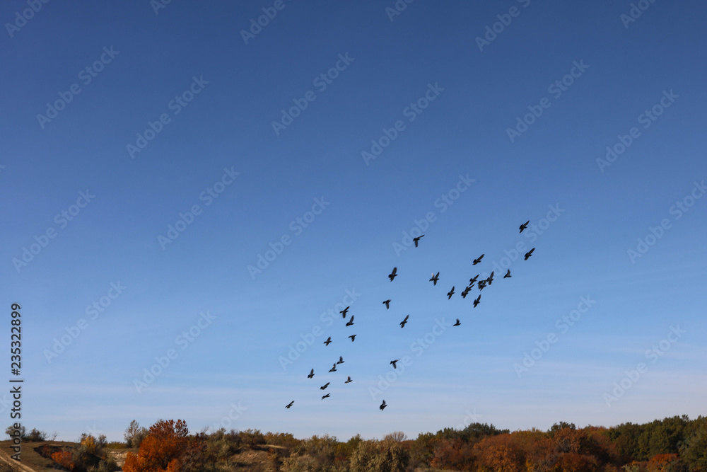 flock of birds on blue sky flock of birds on blue sky